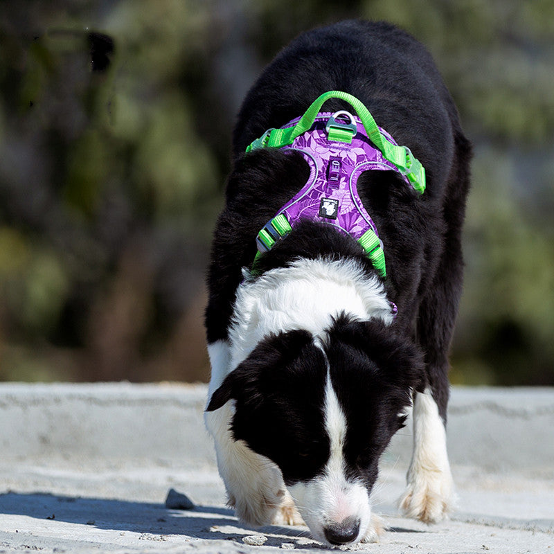 Dog Leash and Harness for Medium to Large Dogs